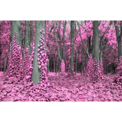 FAVORITE 2 // 600-3 // 16,5m2