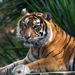 CONCETTA // CN18-0068 // 5,15m2